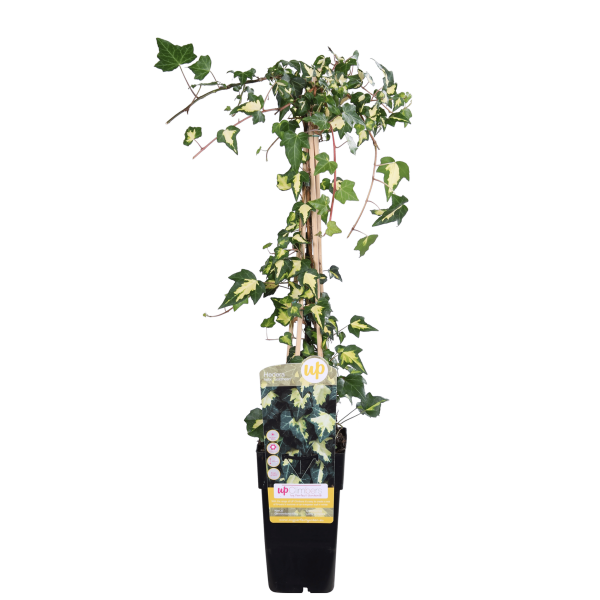 Pergola met Klimplant en Gaasdak | Vrijstaand - Rijpex